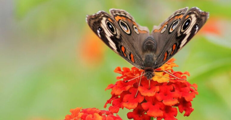 19 Flowers Share One Secret – They Bloom All Summer Without Water