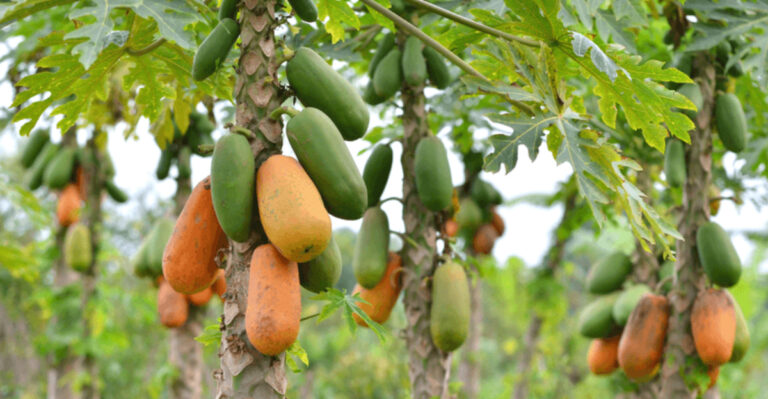19 Fruit Trees That Give You a Tasty Return in the First Year
