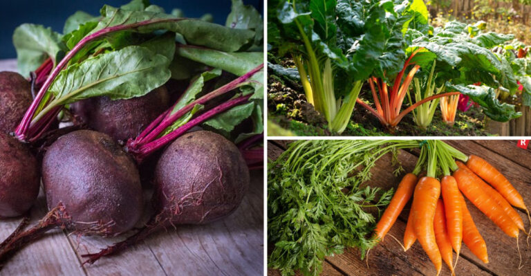 19 Garden Vegetables That Support Gut Health—No Supplements Needed