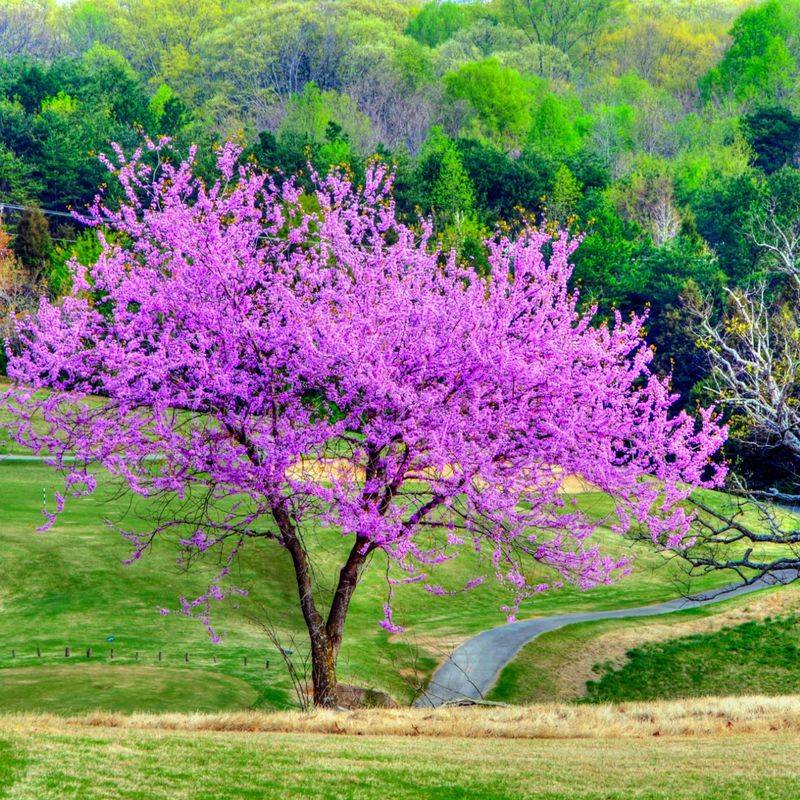 Eastern Redbud