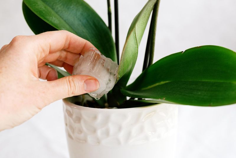 Ice Cube Watering Works Wonders