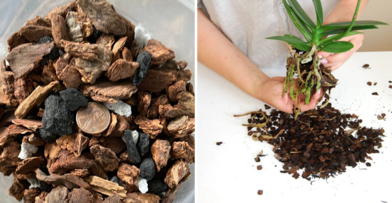 19 Orchid Care Secrets That Keep Yours Blooming for Years