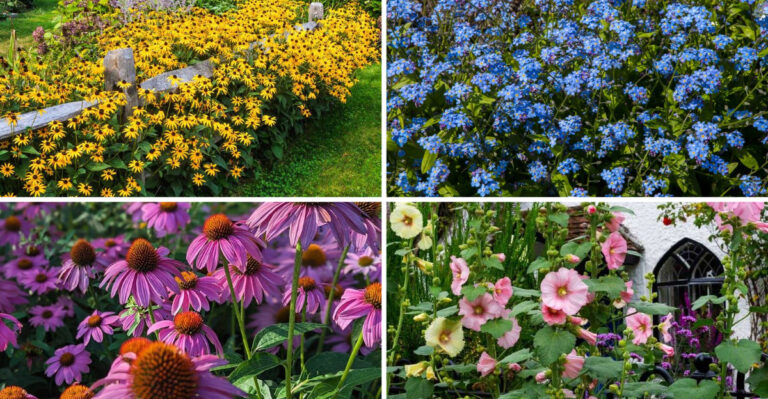 19 Perennials That Self Seed and Spread Naturally in Gardens