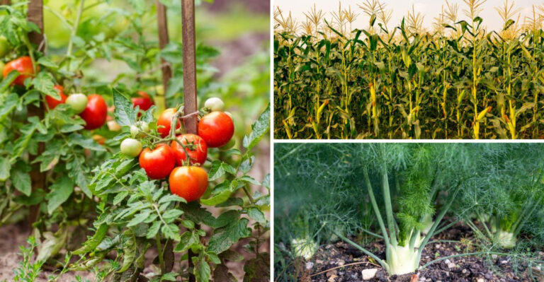 19 Plants You Should Avoid Growing With Nasturtiums (And What To Plant Nearby Instead)