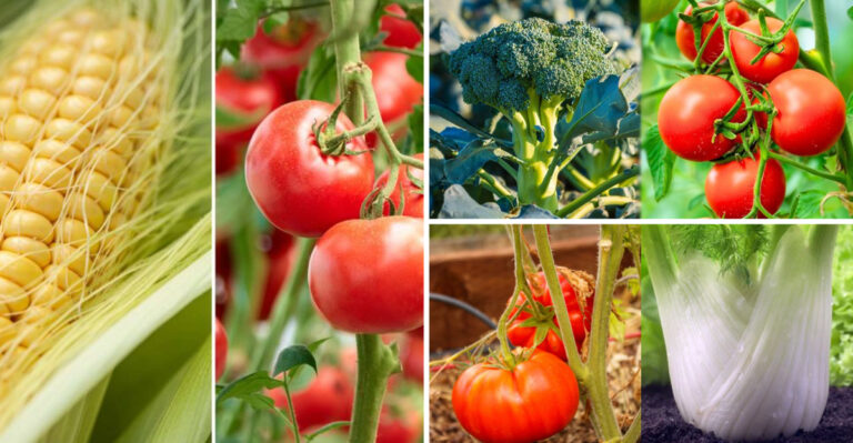 19 Plants You Should Never Grow With Tomatoes, According to a Gardener