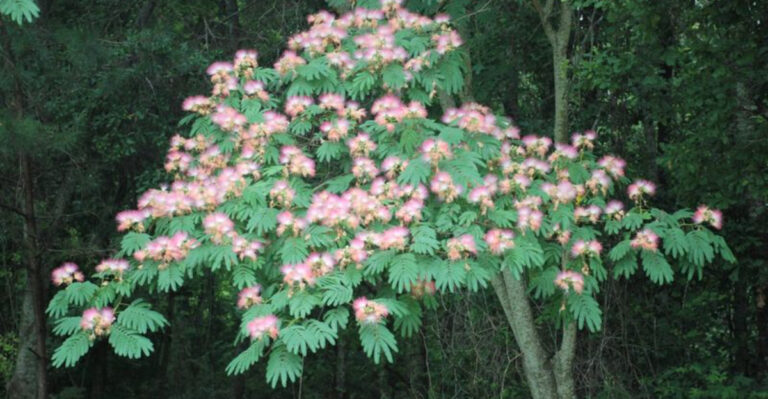 19 Plants You Should Never Grow in South Carolina’s Coastal Zones