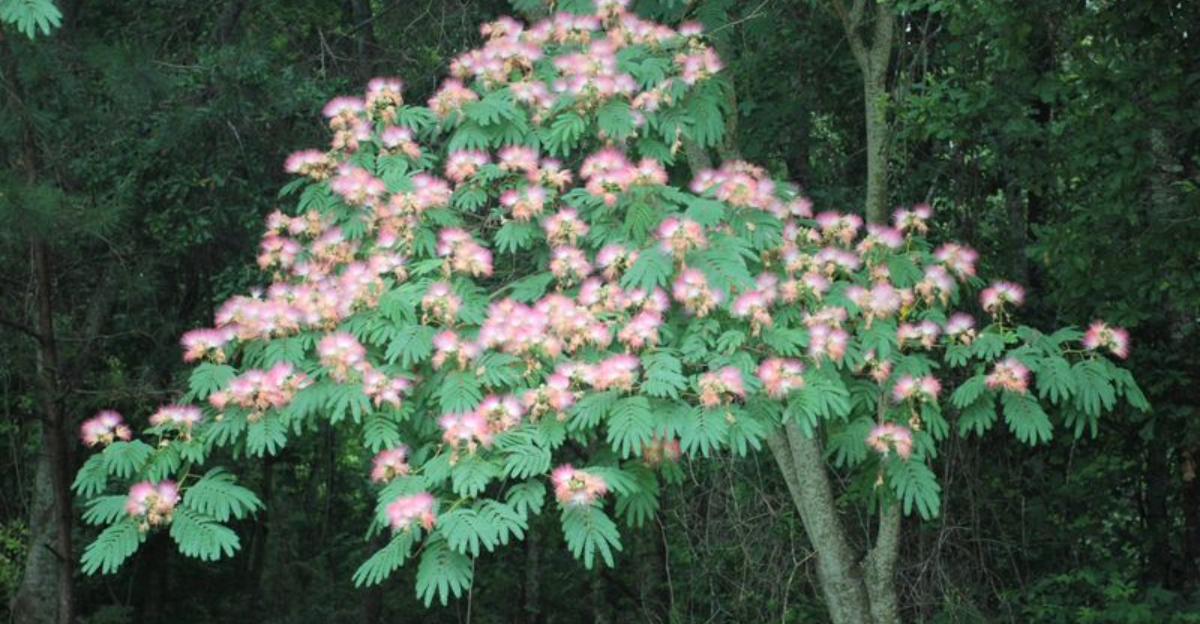 Mimosa Tree struggling in sandy, salty soil near the South Carolina coast