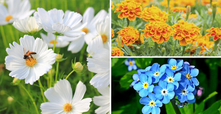 19 Secret Facts About Beginner Flowers That Experts Don’t Share