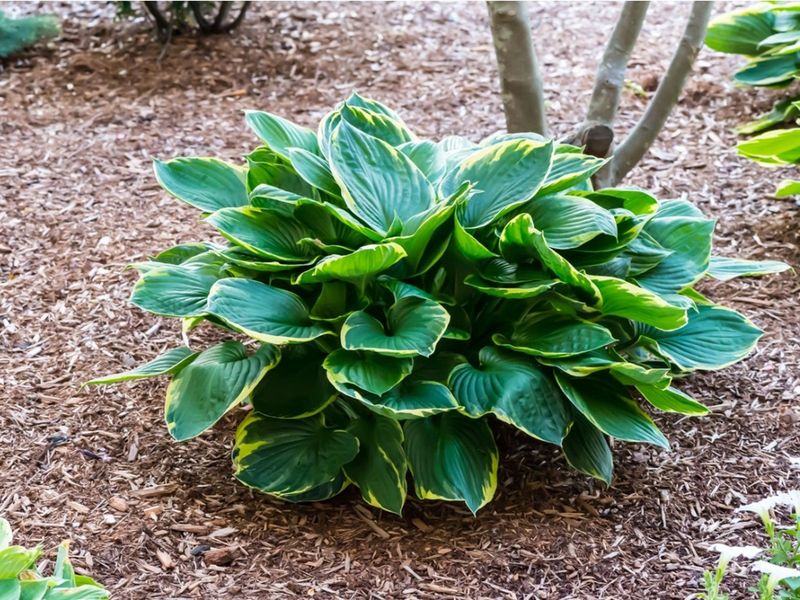 Hosta