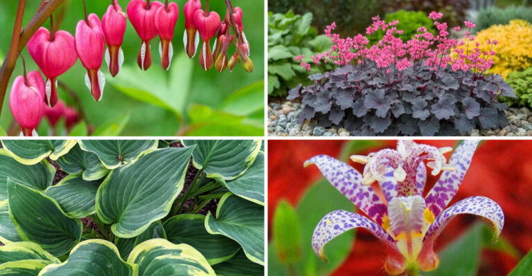 19 Shade Plants Share One Secret – They Actually Prefer No Sun
