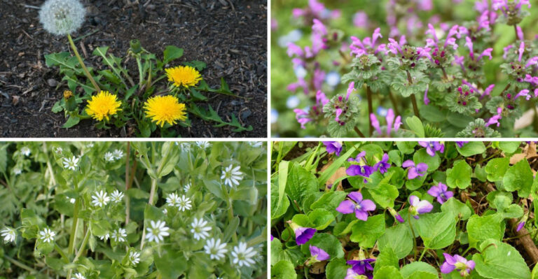 19 Weeds That Look Like Flowers but Aren’t