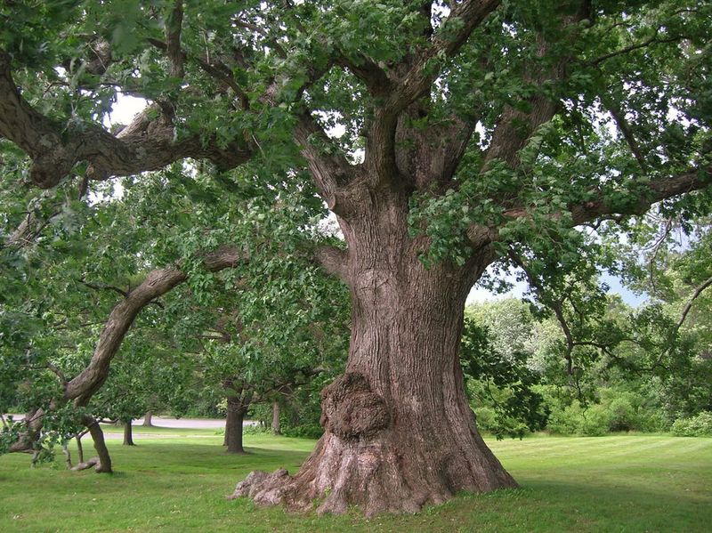Oak Tree