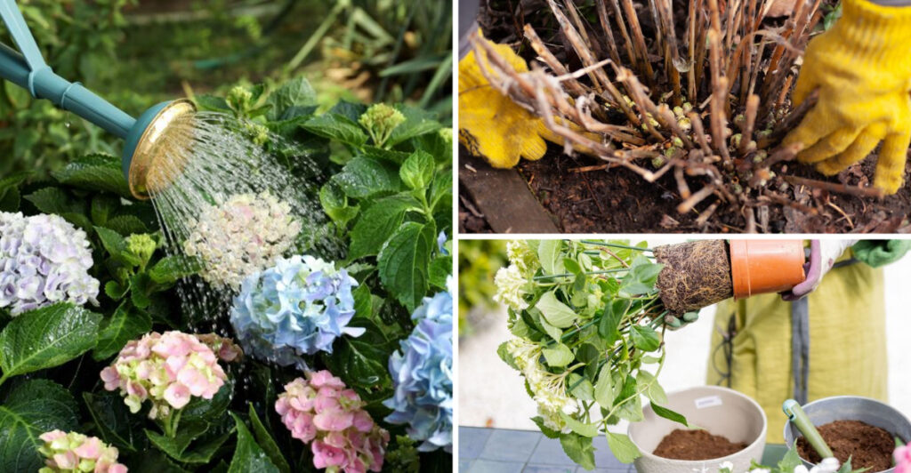 20 Amazing Tips To Keep Hydrangeas Blooming For Longer (And Things You ...