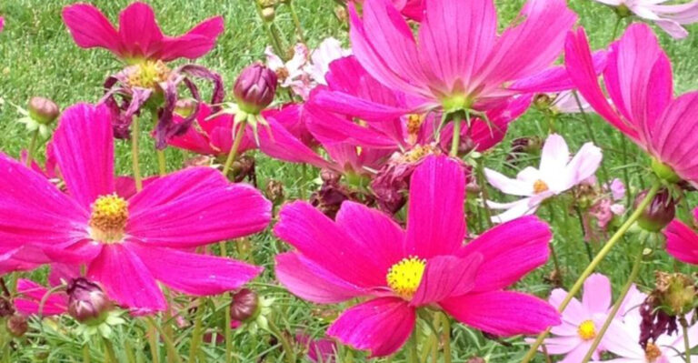 20 Best Flowers for a Thriving Vegetable Garden