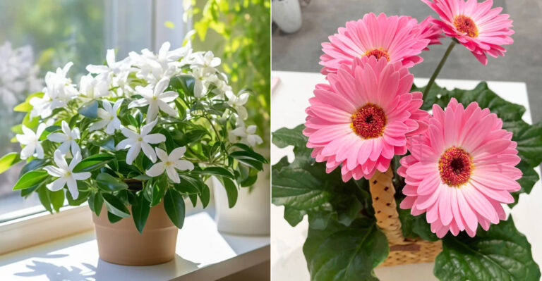 20 Best Indoor Plants for Anxiety and Depression