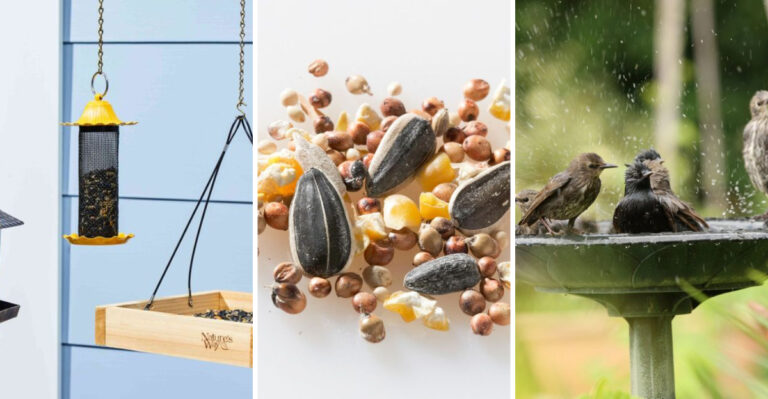 20 Brilliant Ways How To Attract Birds To A Feeder In Your Yard (And 2 Mistakes To Avoid)