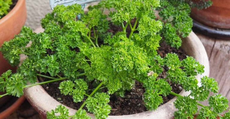 20 Container Veggies You Should Plant Before Summer Ends