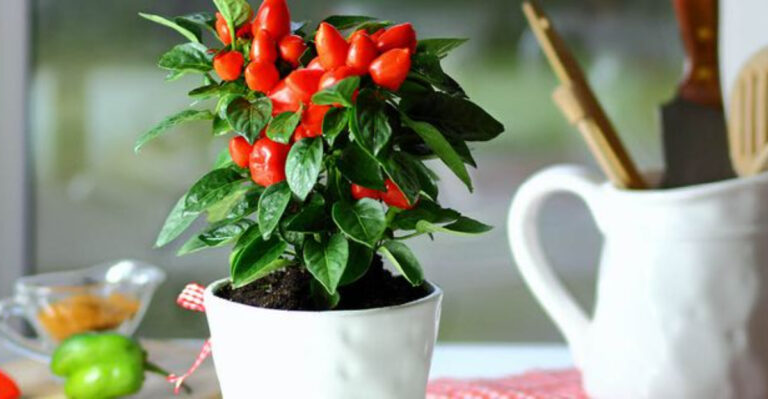 20 Edible Plants Perfect for Apartment Living