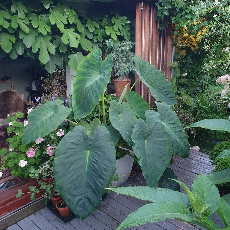 Taro (Colocasia)