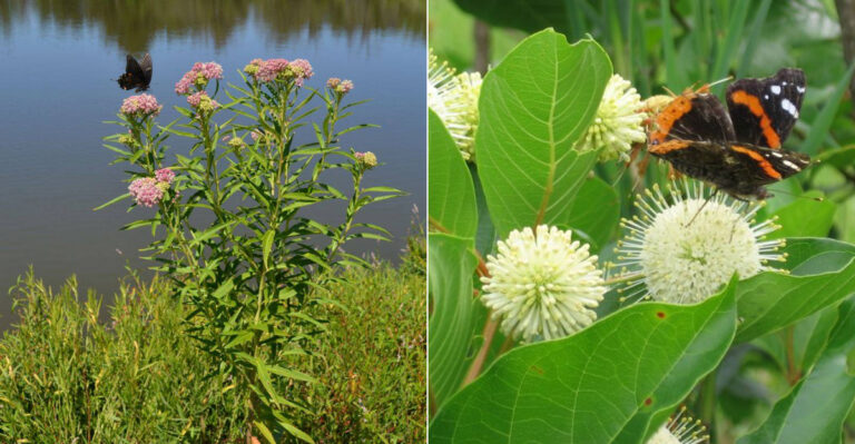 20 Flood-Resistant Plants for Wet & Soggy Soil