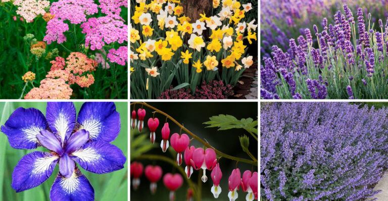 20 Flowers That Deer Won’t Eat