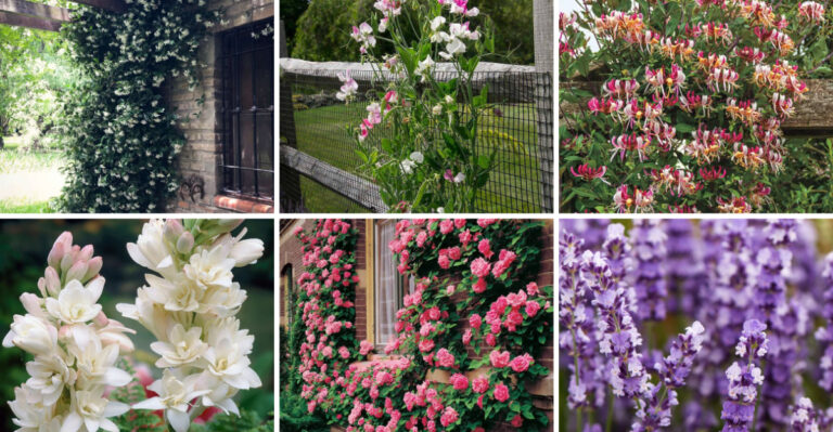 20 Fragrant Flowers to Plant Near Windows