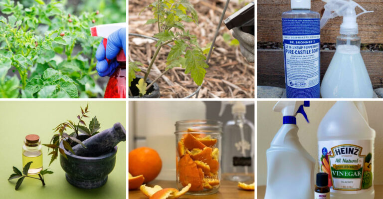 20 Homemade Pest Sprays That Work