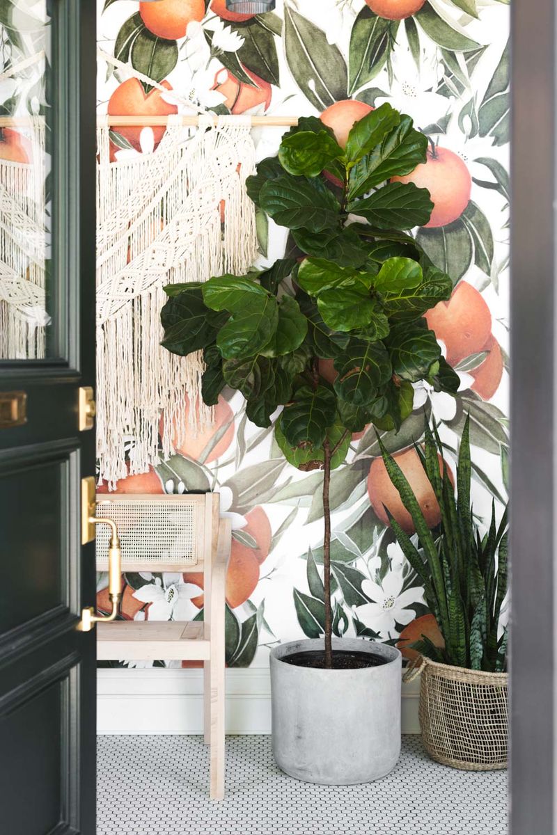 Fiddle Leaf Fig