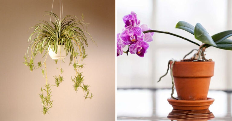 20 Houseplants That Secretly Hate The Pot They’re In (And What To Do Before They Start Declining)