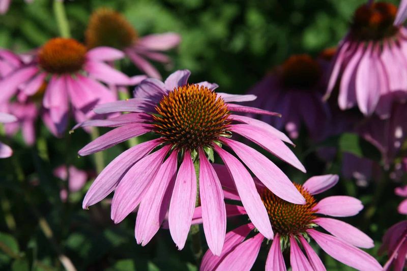 Purple Coneflower (Echinacea purpurea)