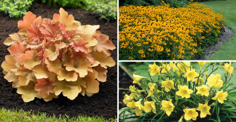 20 Perennials That Bloom for Months Without Deadheading (Proven Winners)