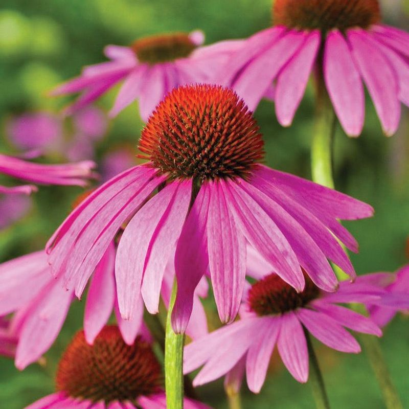 Coneflower (Echinacea)