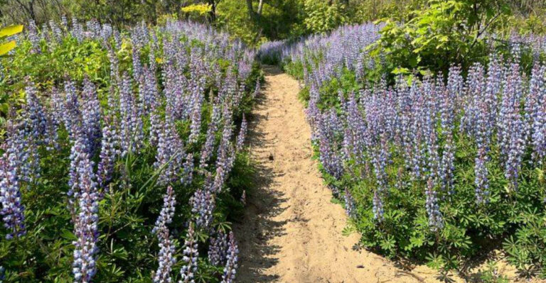 20 Perennials That Come Back Stronger Every Year in Michigan’s Cold Winters