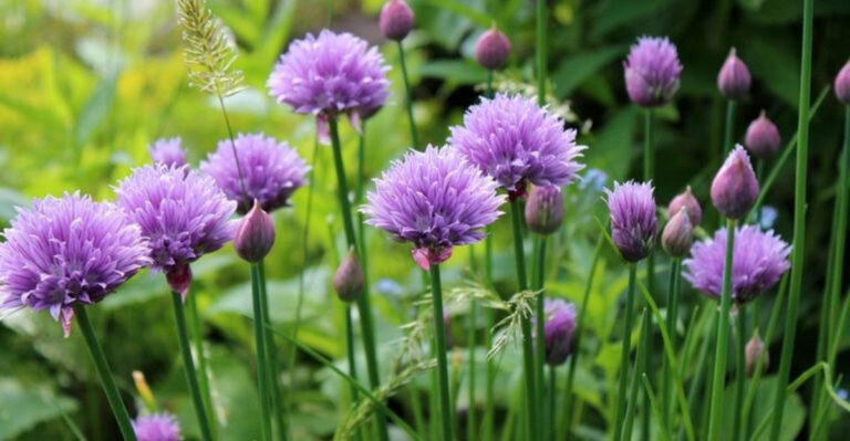 20 Perfect Plants To Grow Alongside Your Bell Peppers To Keep Them Happy