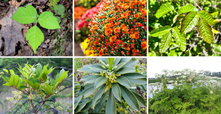 20 Plants That Can Cause Allergies and Skin Irritations – Avoid These!