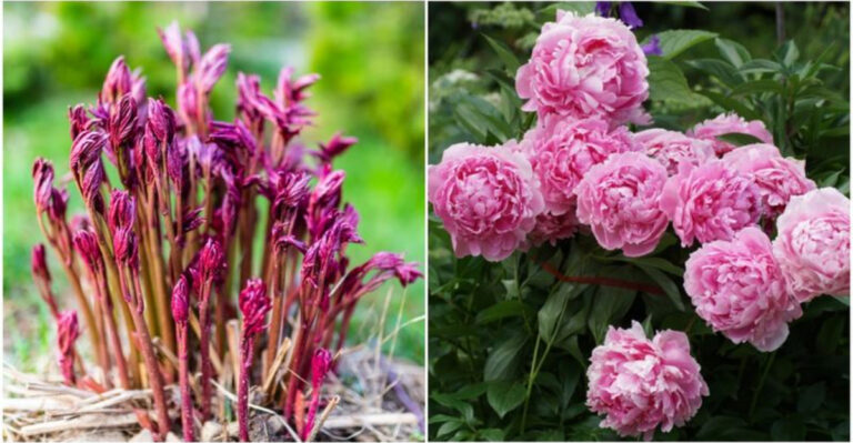20 Plants That Change Shape and Size With the Seasons