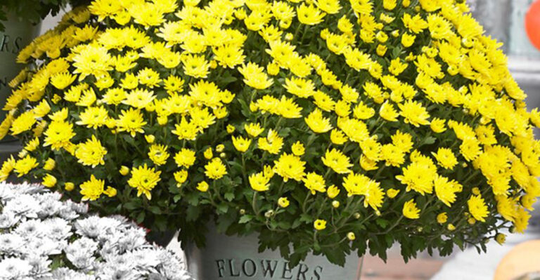 20 Plants That Naturally Filter City Pollution—Great for Urban Balconies