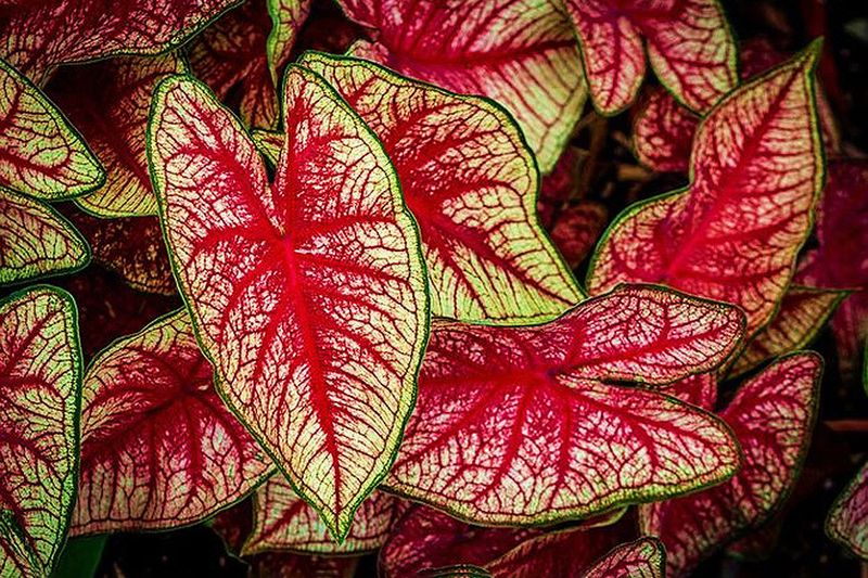Caladium
