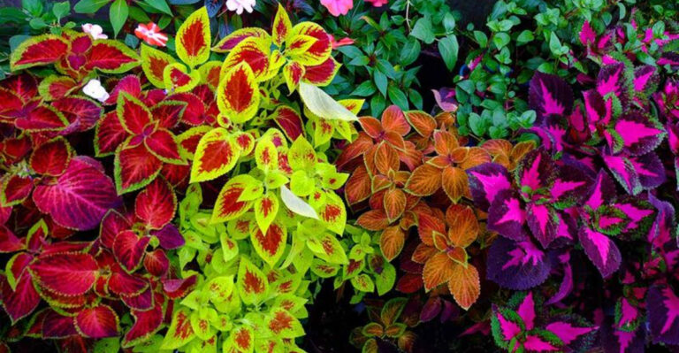 20 Plants with Foliage Prettier Than Their Flowers