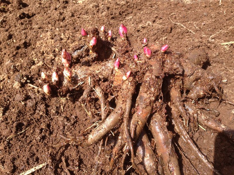 Incorrect Planting Depth