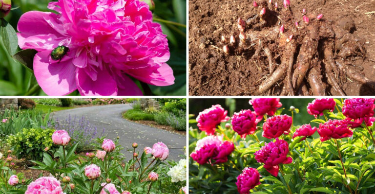 20 Reasons That Could Be Preventing Your Peonies from Blooming