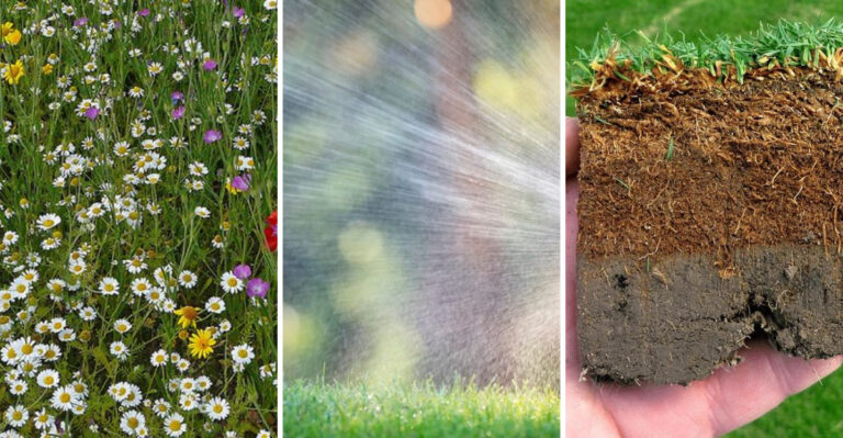 20 Reasons You Should Stop Mowing Your Lawn So Often