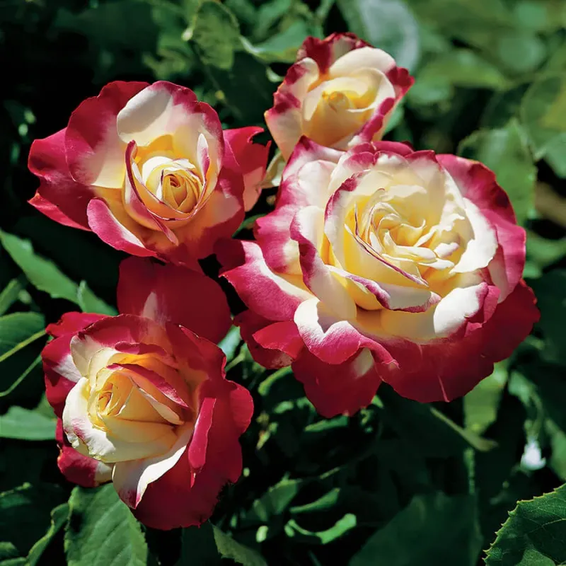 ‘Double Delight’ (Hybrid Tea)