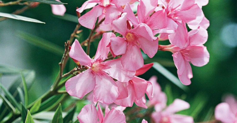 20 Shrubs for Growing in Full Sun