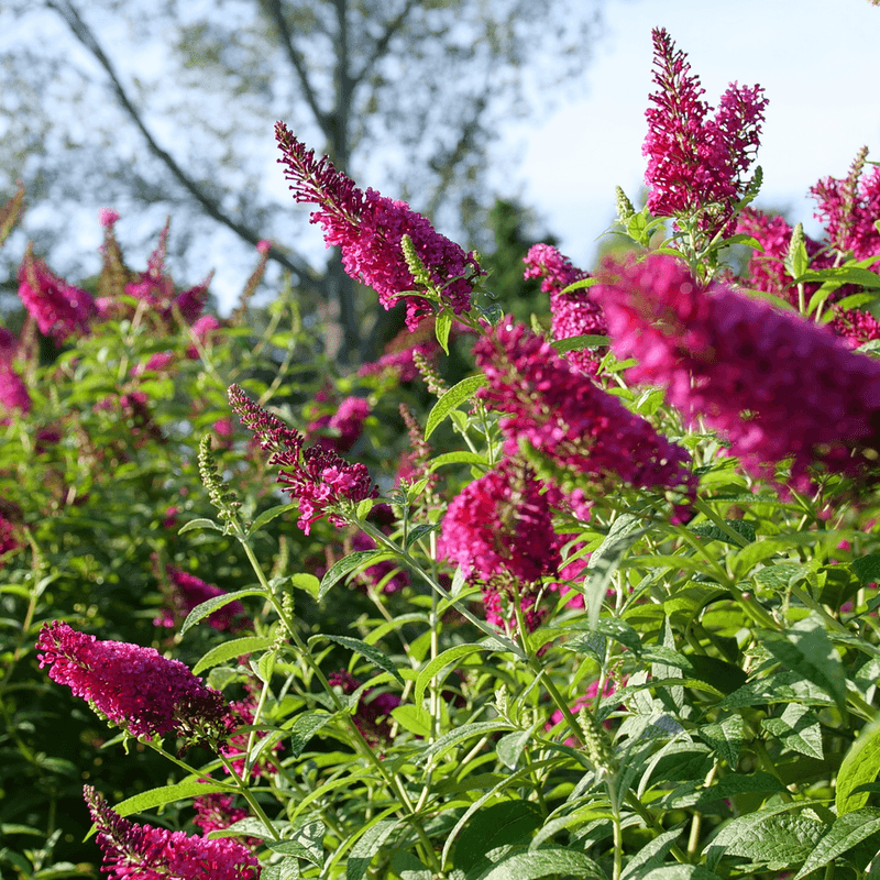 Butterfly Bush (Buddleia davidii)