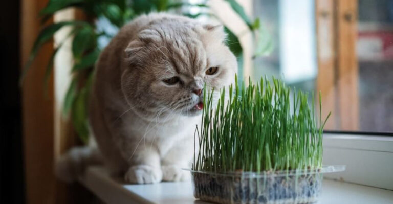 21 Dead-Simple Gardening Projects for Total Newbies