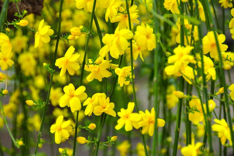 January: Winter Jasmine