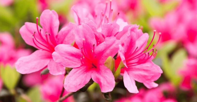 21 Shrubs That Bring Color to Your Garden Every Single Month