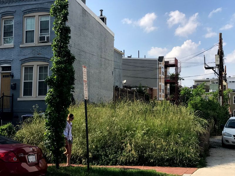 Overgrown Lawns & Weeds