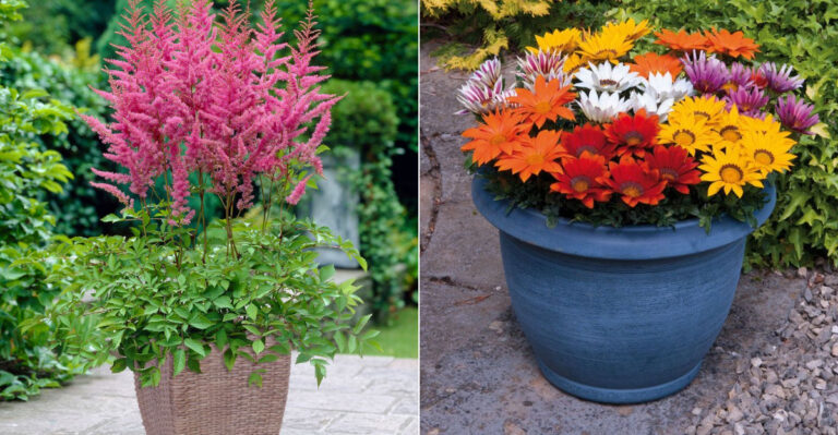 22 Gorgeous Shade Flowers For Pots (And 8 That Won’t Thrive Without Sunlight)